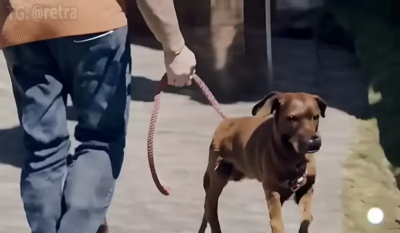 文本生成影片《Gen-2》透過AI生成的狗狗影片，呈現出來的世界觀讓我覺得有點可怕