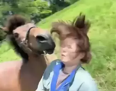 《日本議員介紹牧場生活》意外拍下被馬頭槌的瞬間 這樣只有輕傷簡直是奇蹟