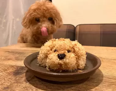 創意料理《自家愛犬飯糰》照著自家毛孩的模樣捏一捏,可愛到忍不住去吃它啦