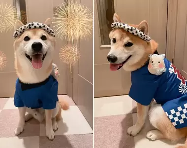 有愛飼主替愛犬打造《柴犬一日店長場景照》精心佈置外加服裝搞定,網友表示有這樣的店肯定用力給它消費下去