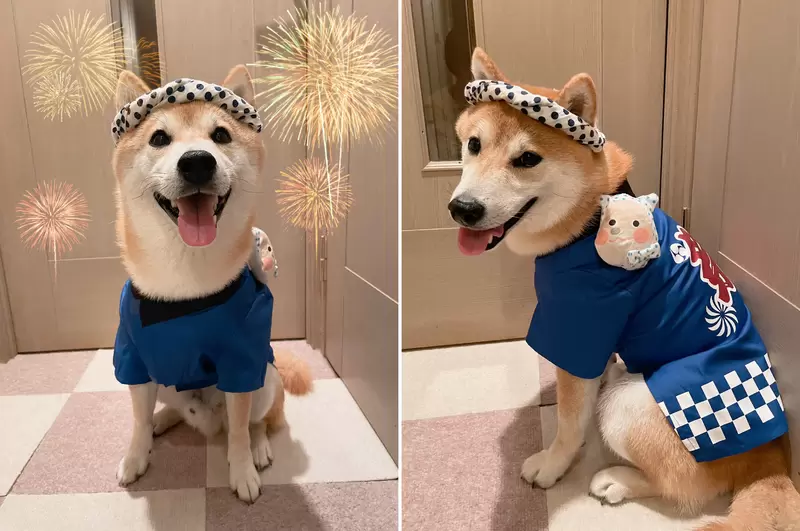 有愛飼主替愛犬打造《柴犬一日店長場景照》精心佈置外加服裝搞定，網友表示有這樣的店肯定用力給它消費下去