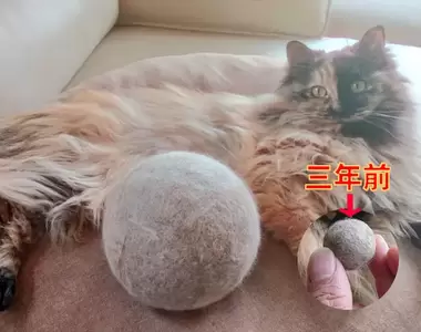 《收集貓毛球三年下來的結果》細心呵護貓毛氈,還會時不時消毒清潔一下