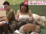 《迷你豬咖啡廳》風靡國外觀光客的人氣新去處,每天能吸引300位顧客前來摸豬 《迷你豬咖啡廳》風靡國外觀光客的人氣新去處,每天能吸引300位顧客前來摸豬