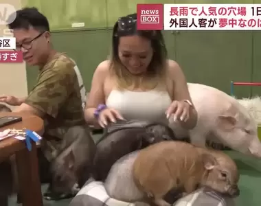 《迷你豬咖啡廳》風靡國外觀光客的人氣新去處,每天能吸引300位顧客前來摸豬