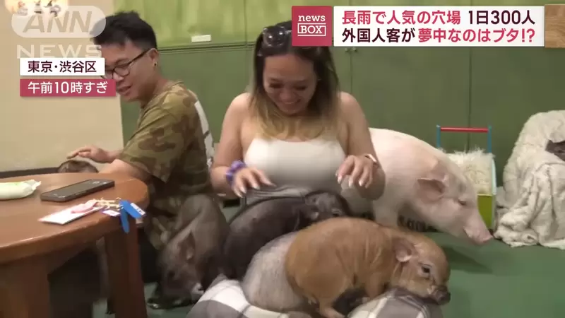 《迷你豬咖啡廳》風靡國外觀光客的人氣新去處，每天能吸引300位顧客前來摸豬