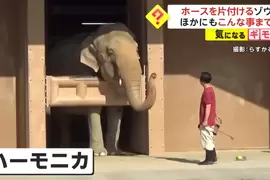 日本名古屋《東山動物園的大象》不但會主動幫忙收水管,甚至還會搖鈴鼓跟吹口琴,聰明又多才多藝 日本名古屋《東山動物園的大象》不但會主動幫忙收水管,甚至還會搖鈴鼓跟吹口琴,聰明又多才多藝