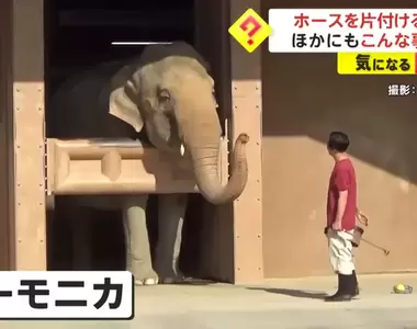 日本名古屋《東山動物園的大象》不但會主動幫忙收水管,甚至還會搖鈴鼓跟吹口琴,聰明又多才多藝
