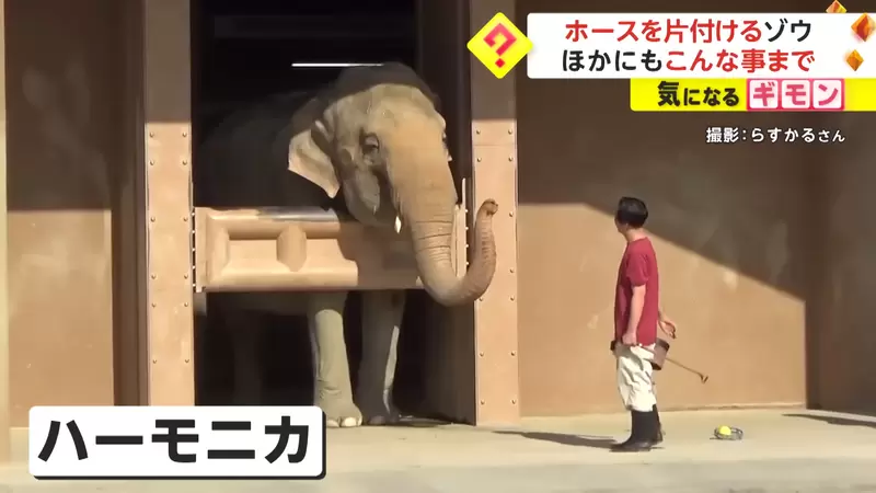 日本名古屋《東山動物園的大象》不但會主動幫忙收水管，甚至還會搖鈴鼓跟吹口琴，聰明又多才多藝