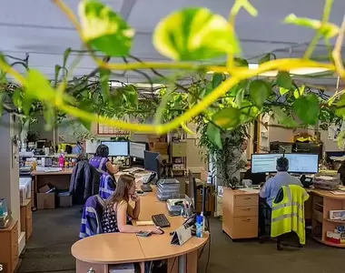 英國夫妻買《黃金葛》從一個小盆栽長成可以爬滿整間辦公室的植物