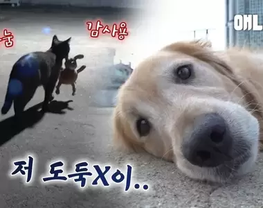 《真實版貓的報恩》感覺很暖的故事但隔壁樓的狗狗反而成為了受害者？？？