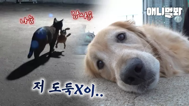 《真實版貓的報恩》感覺很暖的故事但隔壁樓的狗狗反而成為了受害者??? 《真實版貓的報恩》感覺很暖的故事但隔壁樓的狗狗反而成為了受害者???