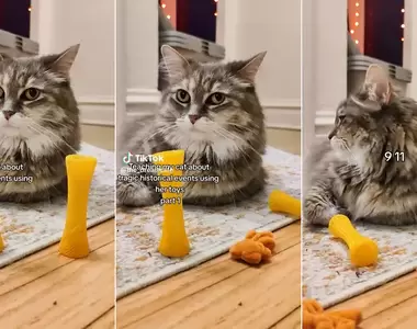 用玩具《演一遍美國重大事件給貓看》喵星人表示：你弄你的，結束了記得把本喵的玩具收好