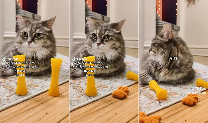 用玩具《演一遍美國重大事件給貓看》喵星人表示：你弄你的，結束了記得把本喵的玩具收好
