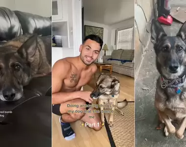 《有愛飼主照顧退休偵爆犬》動腦想出偵查小遊戲,讓狗狗可以找回日常生活的重心