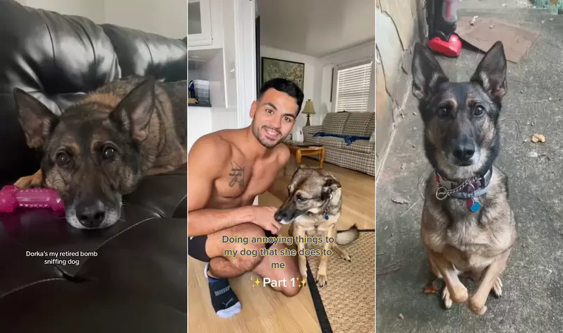 《有愛飼主照顧退休偵爆犬》動腦想出偵查小遊戲,讓狗狗可以找回日常生活的重心 《有愛飼主照顧退休偵爆犬》動腦想出偵查小遊戲,讓狗狗可以找回日常生活的重心