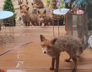 《野生狐狸餵食秀》蘇格蘭女子堅持每天都要準備食物給附近的小傢伙吃
