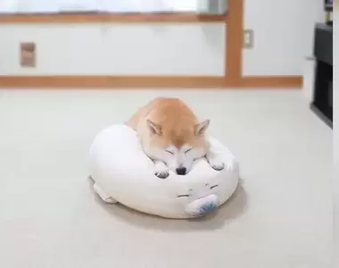 《在海豹抱枕上趴睡的柴犬》遠遠看有著相同表情萌翻網友❤