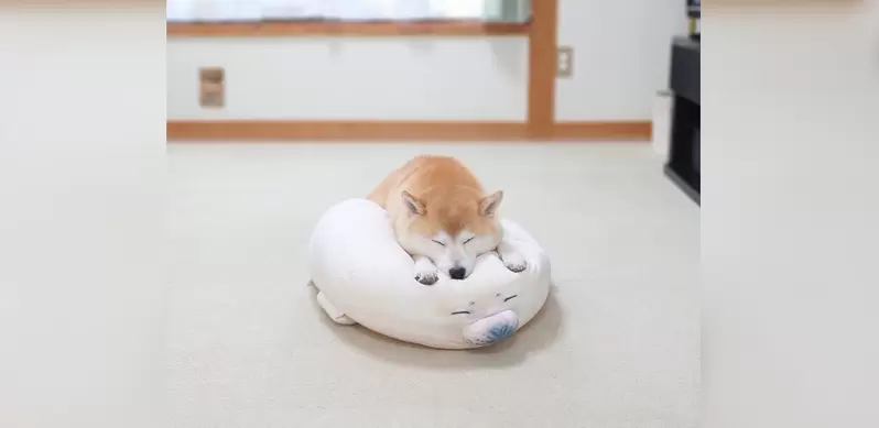 《在海豹抱枕上趴睡的柴犬》遠遠看有著相同表情萌翻網友❤