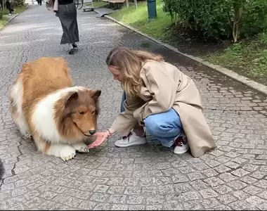 《想要當動物的男人》實測穿著布偶裝到公園跟真的狗狗互動，看看到底會發生什麼事情？