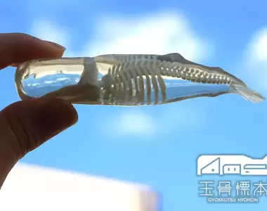 WF2023夏《玉骨標本》四款鯨類、貓與帝王企鵝的透明骨骼模型超特別