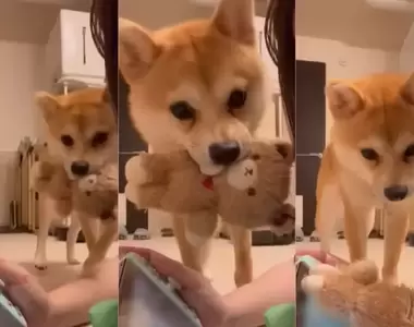 《趁主人玩Switch來搗蛋的柴犬》其實狗狗這麼做是想跟主人一起玩