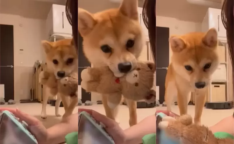 《趁主人玩Switch來搗蛋的柴犬》其實狗狗這麼做是想跟主人一起玩 《趁主人玩Switch來搗蛋的柴犬》其實狗狗這麼做是想跟主人一起玩