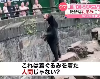 覺得是工讀生假扮的《馬來熊》站姿太逼真讓動物園裡的遊客傻眼惹