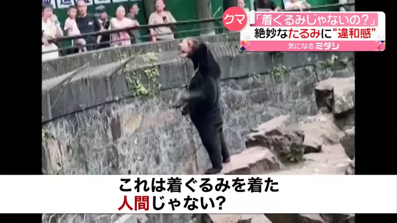 覺得是工讀生假扮的《馬來熊》站姿太逼真讓動物園裡的遊客傻眼惹 覺得是工讀生假扮的《馬來熊》站姿太逼真讓動物園裡的遊客傻眼惹