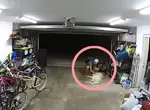《小偷闖倉庫偷車》屋主的黃金獵犬及時出現但發生了超搞笑的狀況 《小偷闖倉庫偷車》屋主的黃金獵犬及時出現但發生了超搞笑的狀況