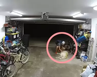 《小偷闖倉庫偷車》屋主的黃金獵犬及時出現但發生了超搞笑的狀況