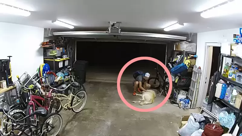 《小偷闖倉庫偷車》屋主的黃金獵犬及時出現但發生了超搞笑的狀況 《小偷闖倉庫偷車》屋主的黃金獵犬及時出現但發生了超搞笑的狀況