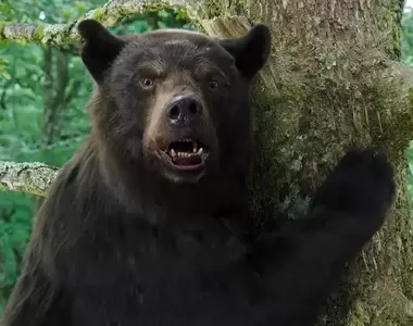 熊熊嚇死《老太太與狗轉角遇到熊》這一晚之後大家的心理陰影都很大(汗)