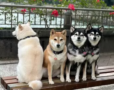 《拍照愛搗蛋柴犬》四姊妹柴柴因為有一隻特別不合群,反而成為特色大受網友喜歡