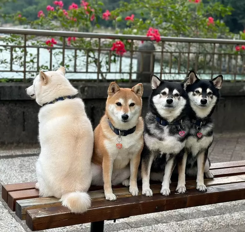 《拍照愛搗蛋柴犬》四姊妹柴柴因為有一隻特別不合群，反而成為特色大受網友喜歡