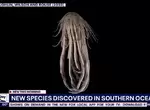 科學家發現《南極深海海怪》20隻觸手造型像極了神話故事中會出現的怪物