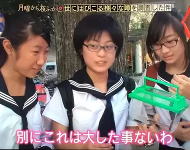 《北海道出現蟑螂了》長年被視為沒有蟑螂的淨土 全球暖化終於導致牠入侵?