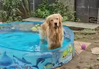 《弄壞塑膠游泳池的狗》送牠新泳池卻露出這個表情 究竟是喜歡還是討厭引爆網友議論