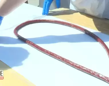 一口絕對吃不完《世界最長肉棒》全長95.7米打破金氏世界紀錄