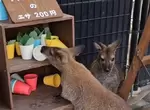 《動物園驚見飼料小偷》擅闖象龜的沙拉吧吃霸王餐 小袋鼠被拒於門外還一臉無辜 《動物園驚見飼料小偷》擅闖象龜的沙拉吧吃霸王餐 小袋鼠被拒於門外還一臉無辜