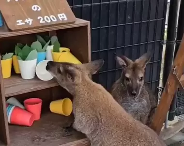 《動物園驚見飼料小偷》擅闖象龜的沙拉吧吃霸王餐 小袋鼠被拒於門外還一臉無辜