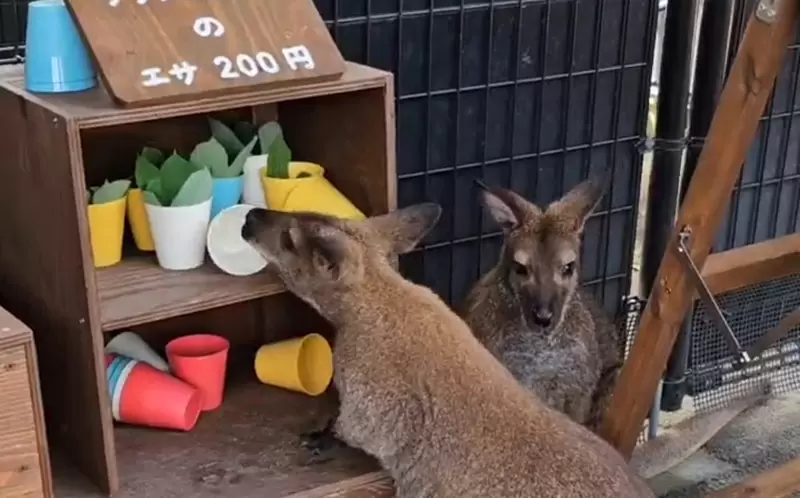 《動物園驚見飼料小偷》擅闖象龜的沙拉吧吃霸王餐 小袋鼠被拒於門外還一臉無辜 《動物園驚見飼料小偷》擅闖象龜的沙拉吧吃霸王餐 小袋鼠被拒於門外還一臉無辜