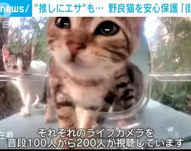 24小時貓貓餵食直播《街貓》為了支援流浪貓而推出的新服務