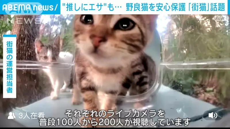 24小時貓貓餵食直播《街貓》為了支援流浪貓而推出的新服務