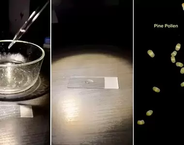 用顯微鏡調查《雨水裡面有什麼?》我們看不見的微小地方其實東西還蠻多的