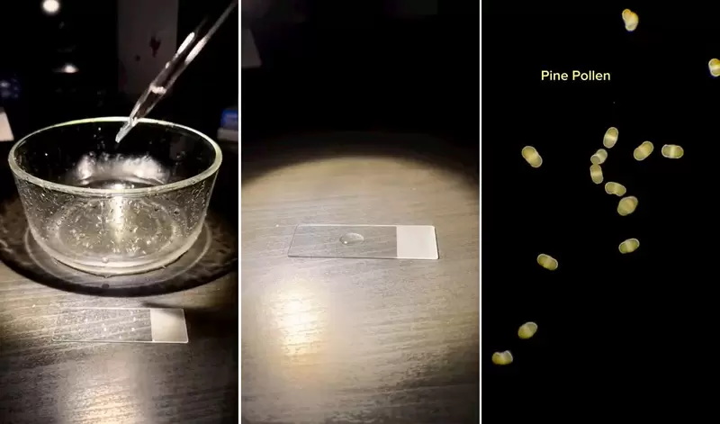 用顯微鏡調查《雨水裡面有什麼?》我們看不見的微小地方其實東西還蠻多的 用顯微鏡調查《雨水裡面有什麼?》我們看不見的微小地方其實東西還蠻多的