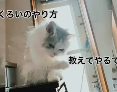 網友分享《超級不會順毛大賽2023》看來也不是每隻貓都善於理毛的嘛