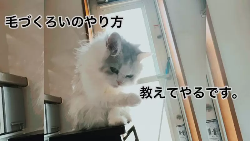 網友分享《超級不會順毛大賽2023》看來也不是每隻貓都善於理毛的嘛 網友分享《超級不會順毛大賽2023》看來也不是每隻貓都善於理毛的嘛