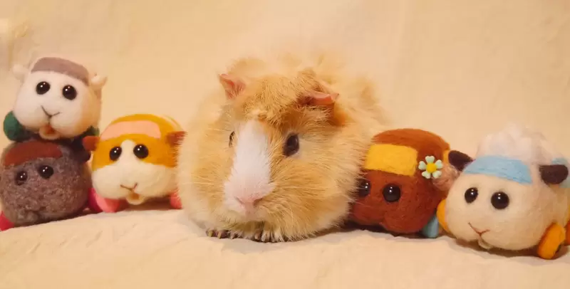 《天竺鼠車車聲優病逝》生前PUI PUI叫聲全記錄 可愛模樣長存粉絲的心中