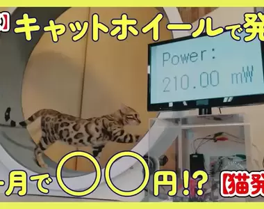 《用貓發電》嘗試讓貓貓跟倉鼠進行一個月跑輪測試,看看動物們能不能替主人貢獻點電費