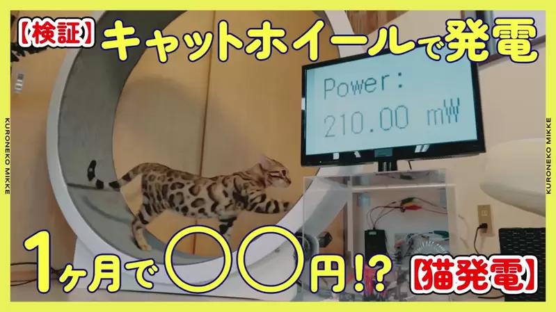 《用貓發電》嘗試讓貓貓跟倉鼠進行一個月跑輪測試，看看動物們能不能替主人貢獻點電費